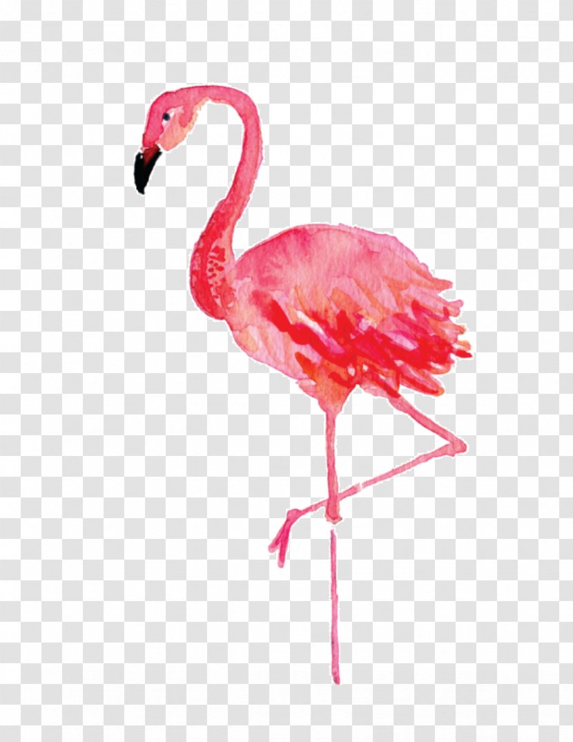 Stephenville Flamingo Watercolor Painting Drawing Canvas - Flamingos Transparent PNG