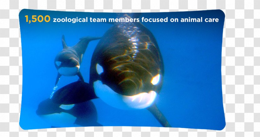 Toothed Whale The Killer Cetacea Tilikum - Dolphin Transparent PNG