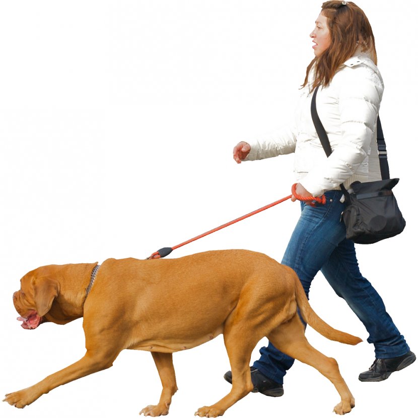 Dog Walking Puppy Collar Training - Shock - Sitting Man Transparent PNG
