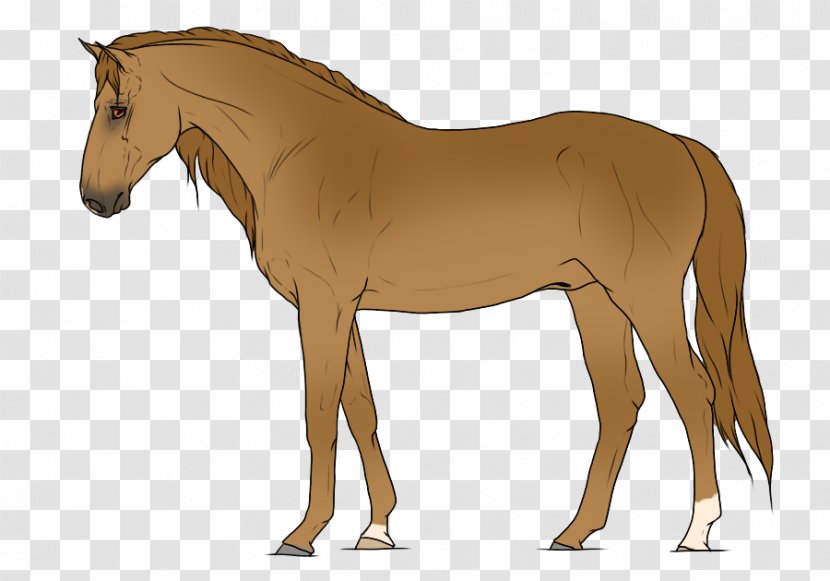 Foal Mane Stallion Mare Rein - Saddle - Mustang Transparent PNG