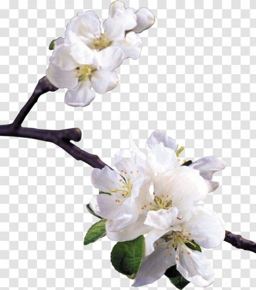 Floral Design Blossom Apples Flower - Cherry Transparent PNG