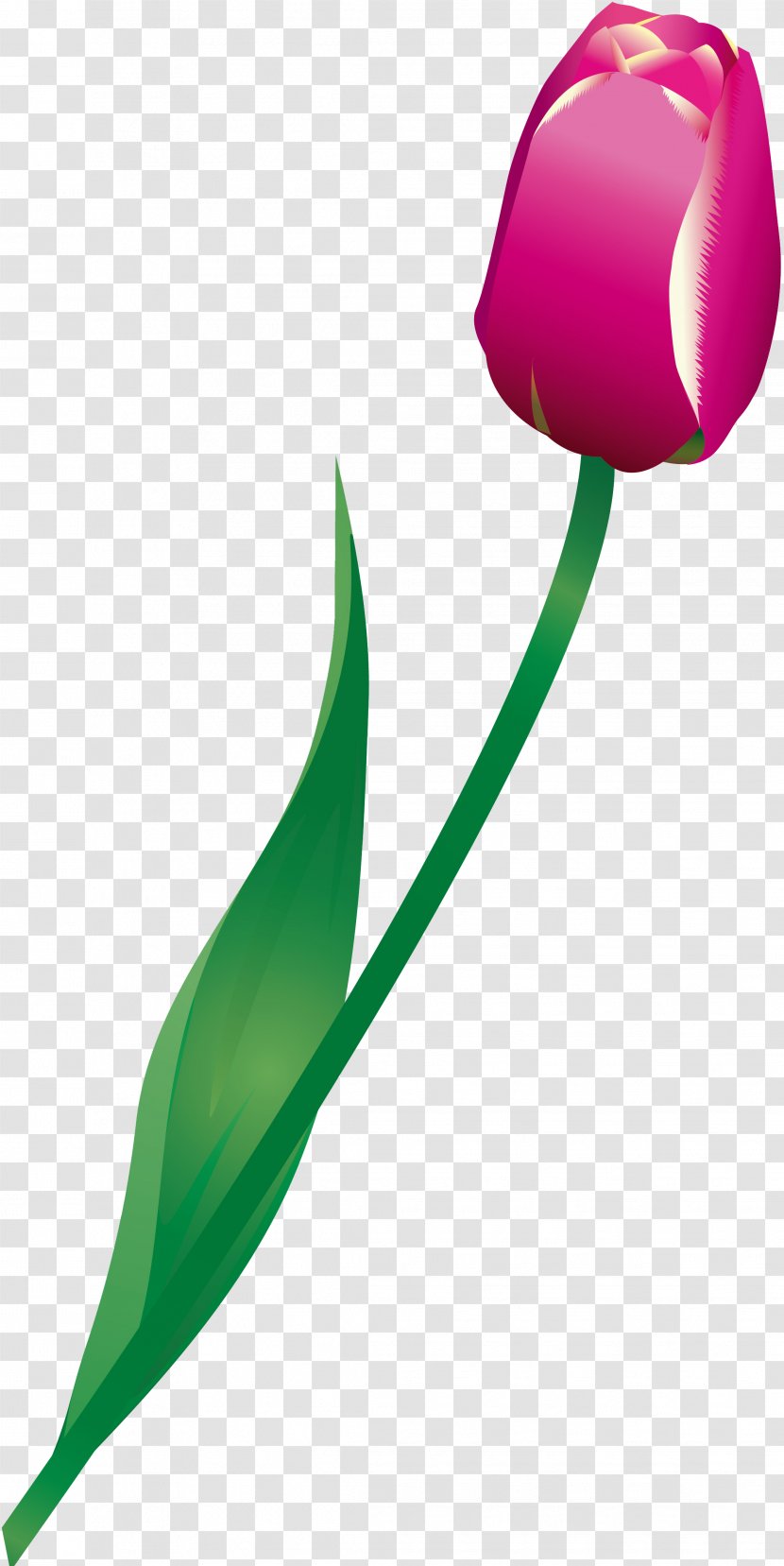 Tulip Flowering Plant Liliaceae - Flower - Tulips Transparent PNG