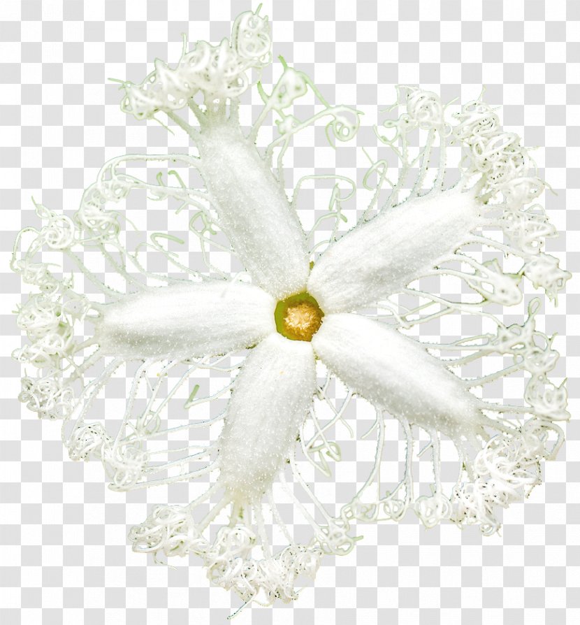 Cut Flowers Floral Design Petal Plant - Rich Transparent PNG