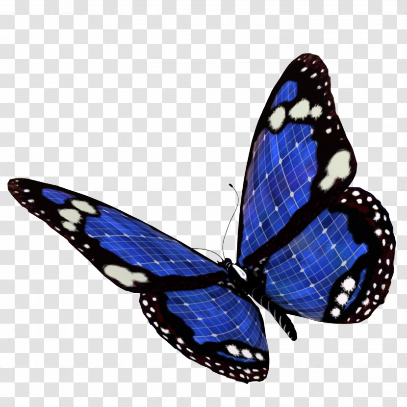 Blue Color - Insect - Butterfly Transparent PNG
