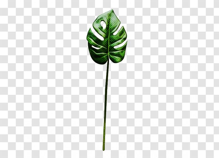 Jack-in-the-pulpit Leaf Green Plant Tree Transparent PNG