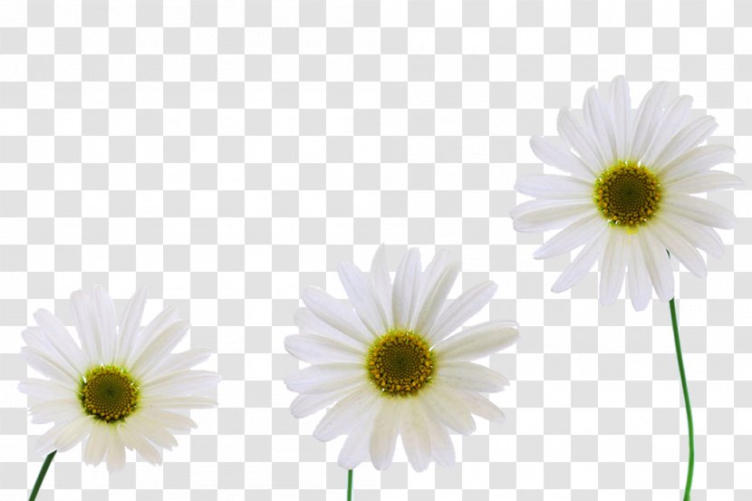 Chrysanthemum Xd7grandiflorum Carnation Oxeye Daisy - Petal - Three Yellow Picture Material Transparent PNG