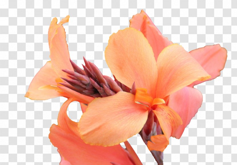 Canna Flower Photography - Cannabis Pictures Transparent PNG