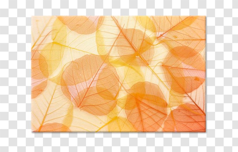 Stock Photography Royalty-free - Peach - Leaf Transparent PNG
