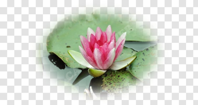 Petal Flower Water Lilies - Election Transparent PNG
