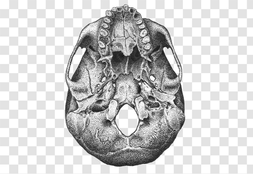 Human Skull Anatomy Ventraal Bone - Drawing Transparent PNG