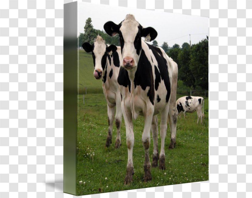 Dairy Cattle Calf Pasture - Cow Print Transparent PNG