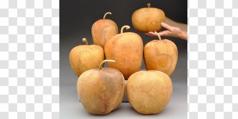 Pumpkin Gourd Calabaza Cucurbita Food Transparent PNG