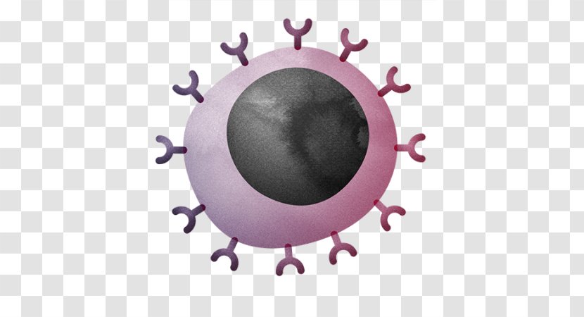 Cytotoxic T Cell Immune System Natural Killer Transparent PNG