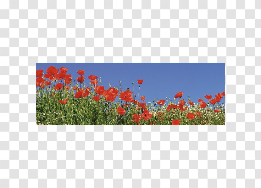 Common Poppy Flowering Plant Wildflower - Coquelicot - Panorama Transparent PNG