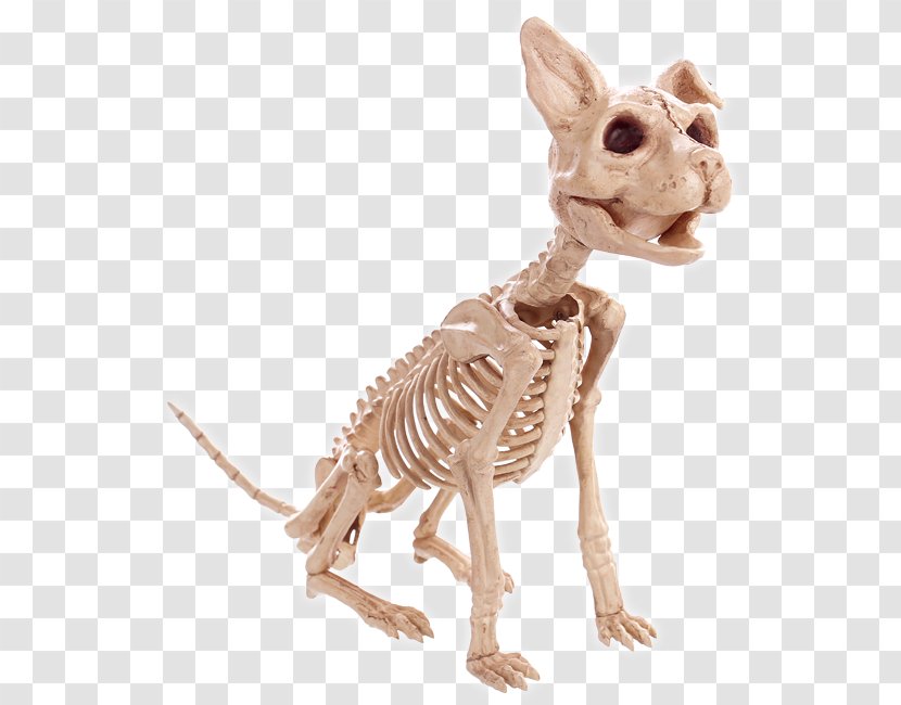 Carnivora Tail Animal - Skeleton - Oocl Usa Inc Transparent PNG