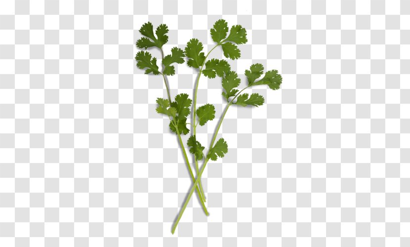 Parsley Coriander Herb Chervil Onion - Basil Transparent PNG