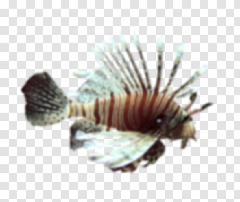 Invertebrate .cf Fish - Organism - Lion Transparent PNG