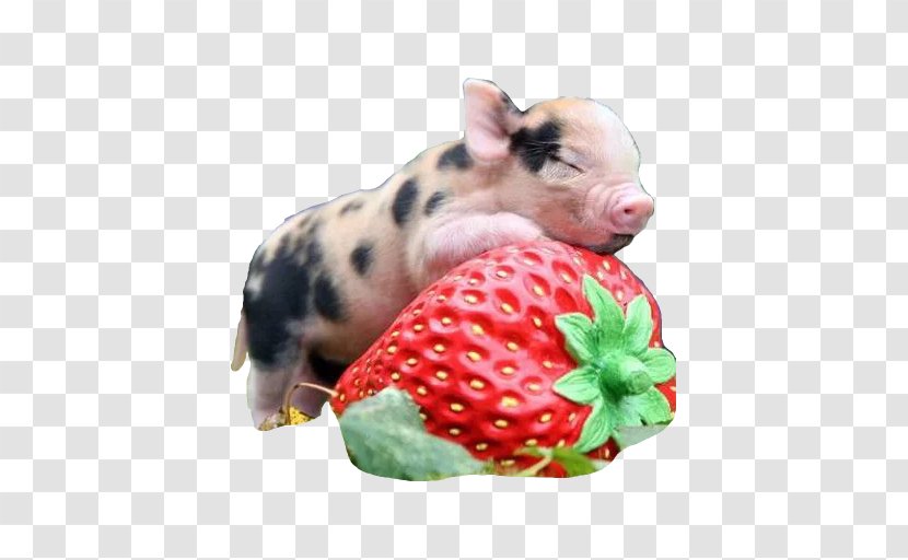 Miniature Pig Pennywell Farm Guinea Cuteness - Breed Transparent PNG