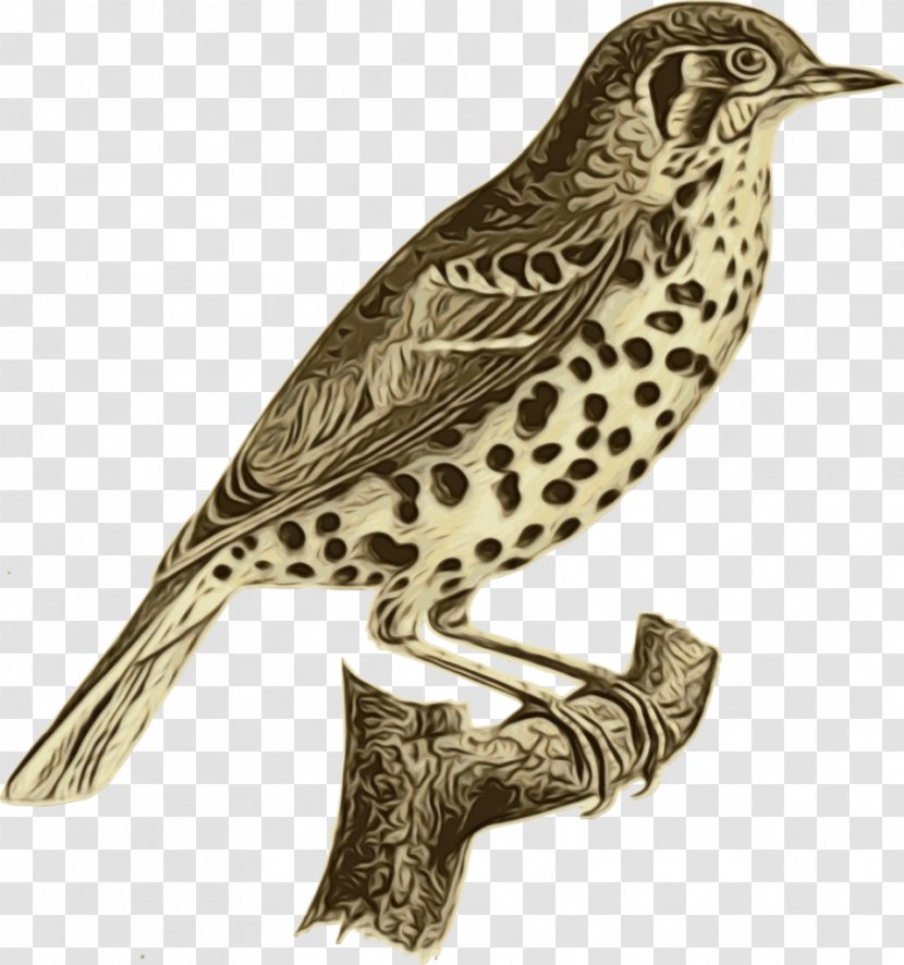 Bird Beak Wood Thrush Brown Thrasher Peregrine Falcon - Songbird Falconiformes Transparent PNG