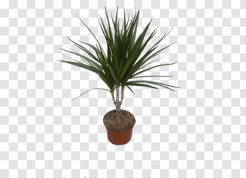 Arecaceae Howea Forsteriana Houseplant Tree - Cordyline - Monstera Transparent PNG