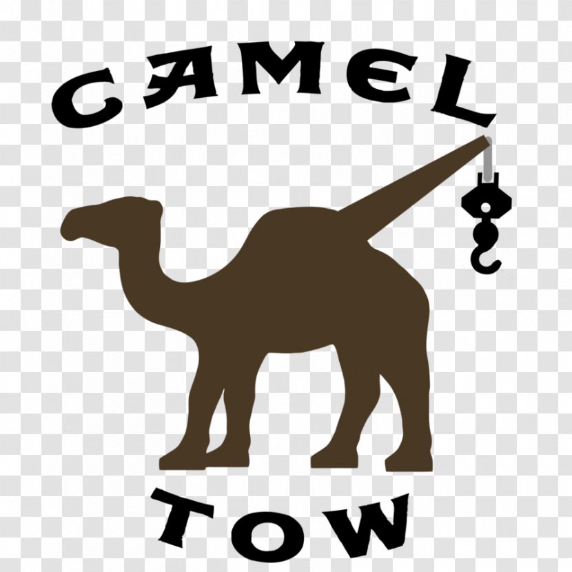 Camel Clip Art Brand Logo Mammal - Silhouette Transparent PNG