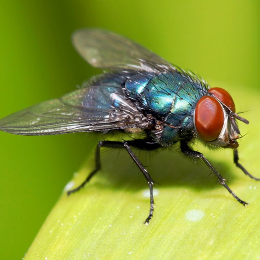 Insect Housefly Ant Lesser House Fly - Animal Transparent PNG