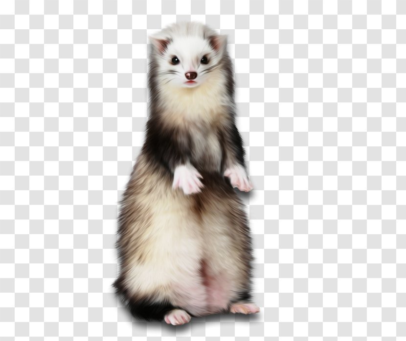 Ferret Weasels Cat Paper Rodent - Canvas Transparent PNG