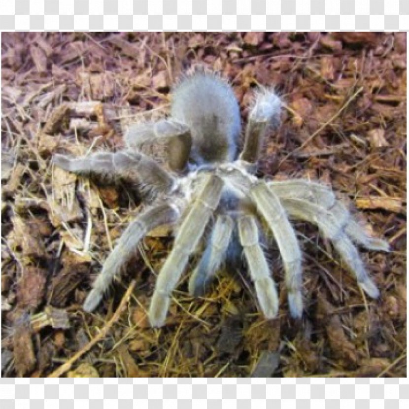 Spider Australia Goliath Birdeater Tarantula - Brachypelma - Sydney Transparent PNG