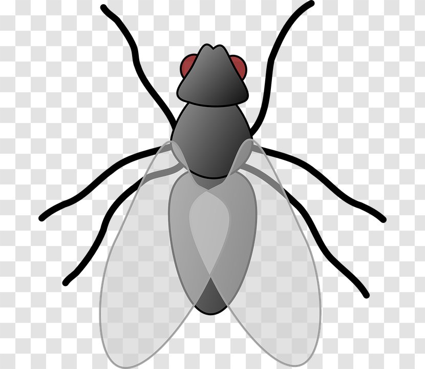Interesting Insects Clip Art - Insect Collecting Transparent PNG