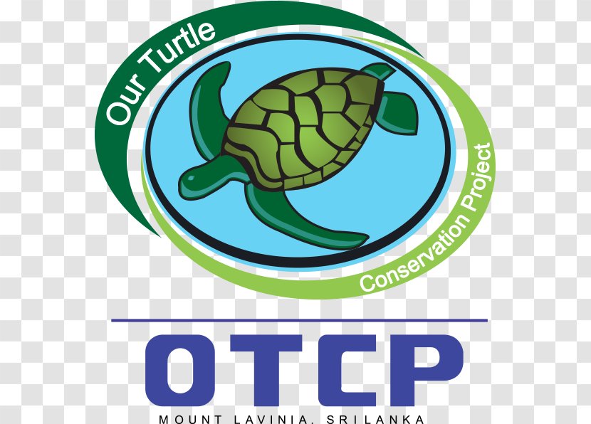 Endangered Sea Turtles Turtle Restoration Project Tortoise - Artwork Transparent PNG
