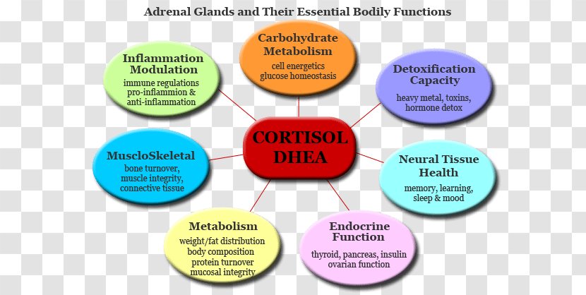 Adrenal Gland Fatigue Function Cortisol - Thyroid - Natural Chart Transparent PNG