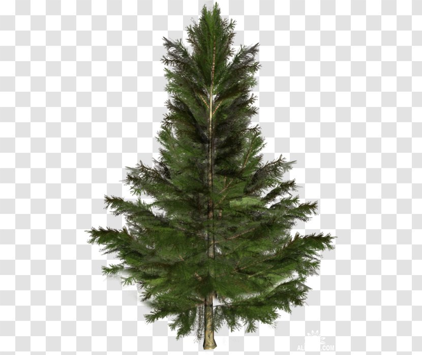 Spruce Fir Larch Pine Tree Transparent PNG