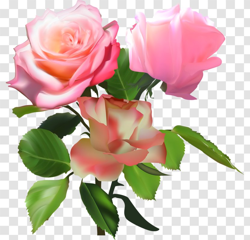 Garden Roses Centifolia Memorial Rose Floribunda Damask - Heart - Flower Transparent PNG