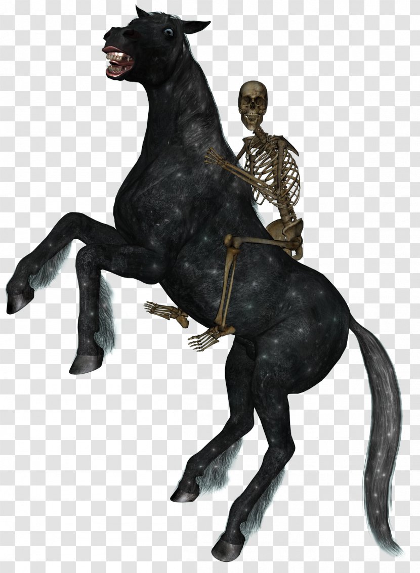 Horse&Rider Equestrian Skeleton - Drawing - Horse Riding Transparent PNG