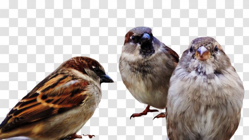 Bird House Sparrow Beak Song - Finch Adaptation Transparent PNG