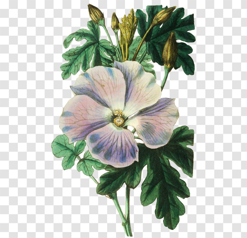 Botanical Illustration Botany Watercolor Painting Shoeblackplant - Hibiscus Transparent PNG