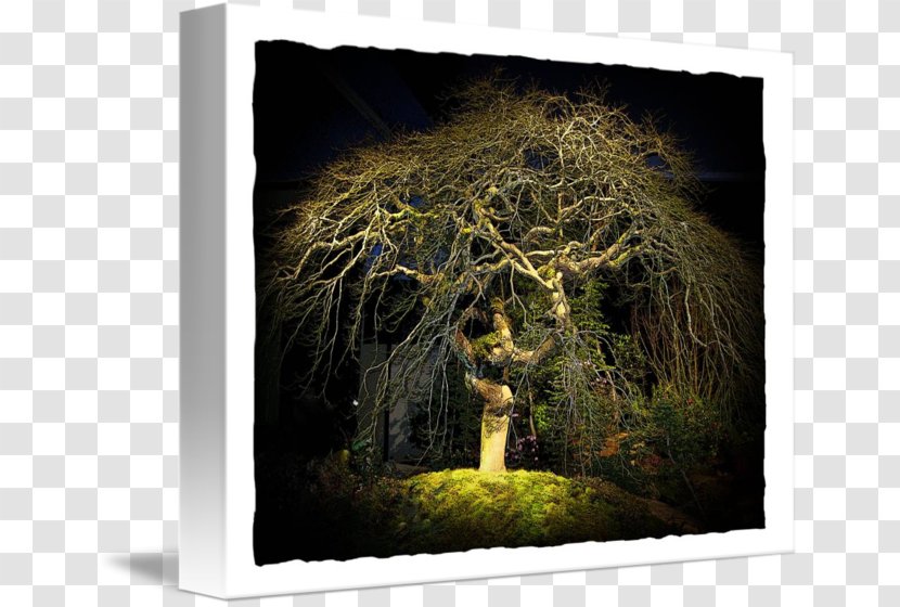 Stock Photography - Tree - Of Life Drawing Transparent PNG