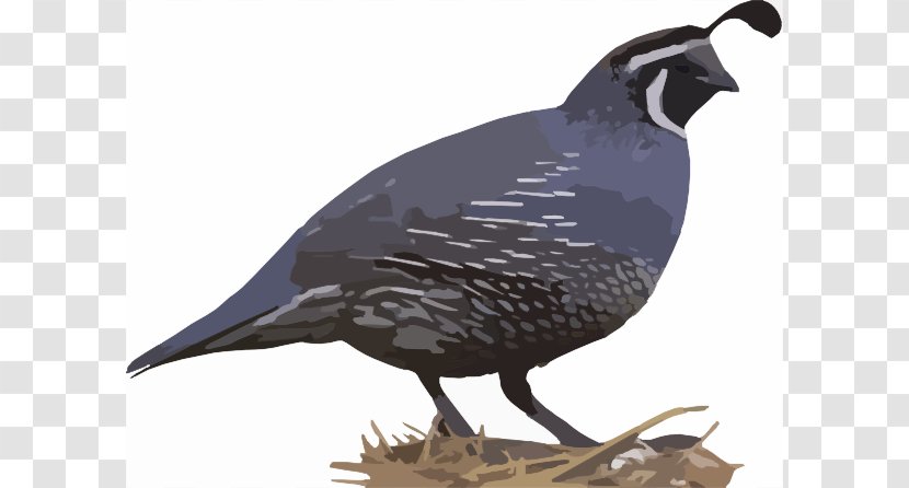 California Quail Bird Northern Bobwhite Clip Art - Cliparts Transparent PNG