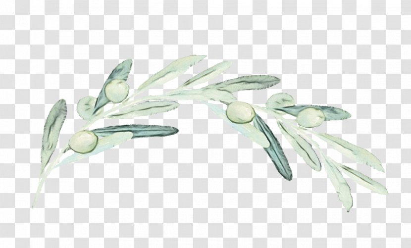 Flower Branching - Perennial Plant - Flowering Transparent PNG