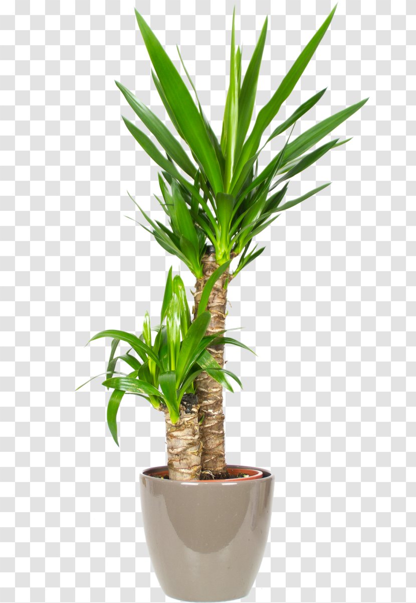 Spineless Yucca Palm Trees Howea Forsteriana Houseplant Fiddle-leaf Fig - Plants Transparent PNG
