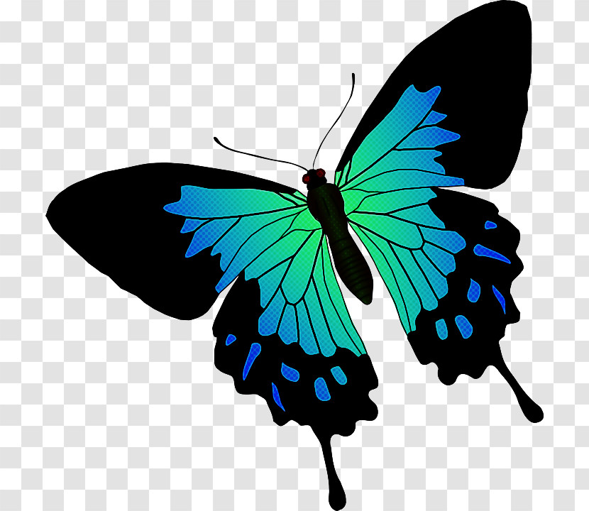 Moths And Butterflies Butterfly Insect Pollinator Turquoise Transparent PNG