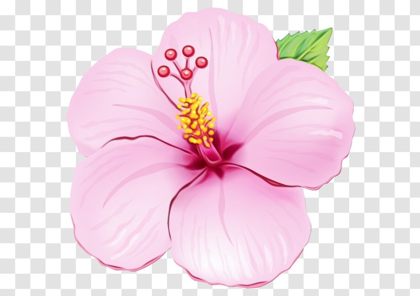Drawing Of Family - Perennial Plant Mallow Transparent PNG