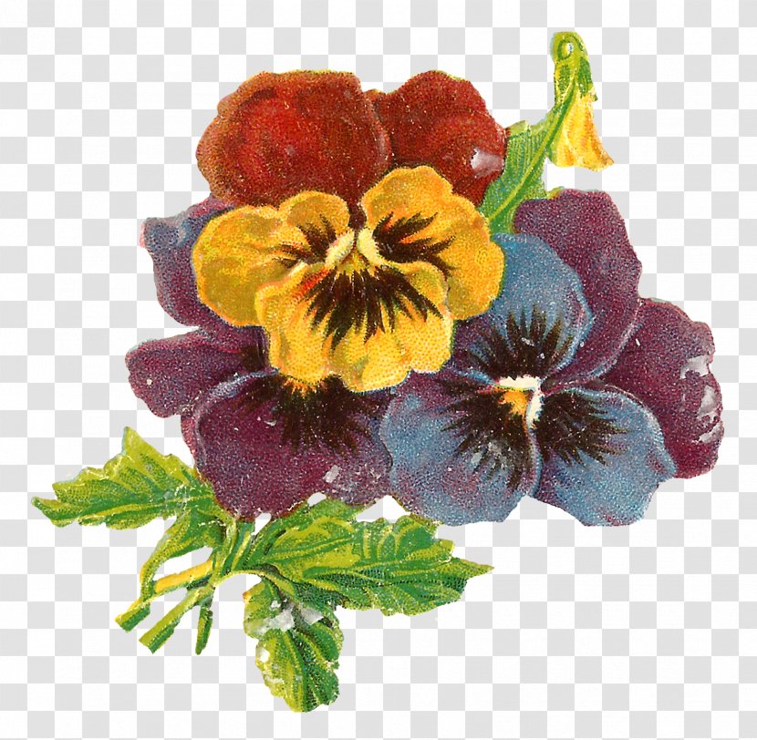 Pansy Floral Design Botanical Illustration Flower - Violet Family Transparent PNG