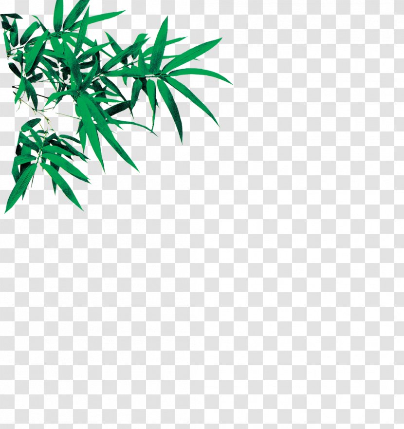 Bamboo Leaf Euclidean Vector - Bamboe - Green Leaves Transparent PNG