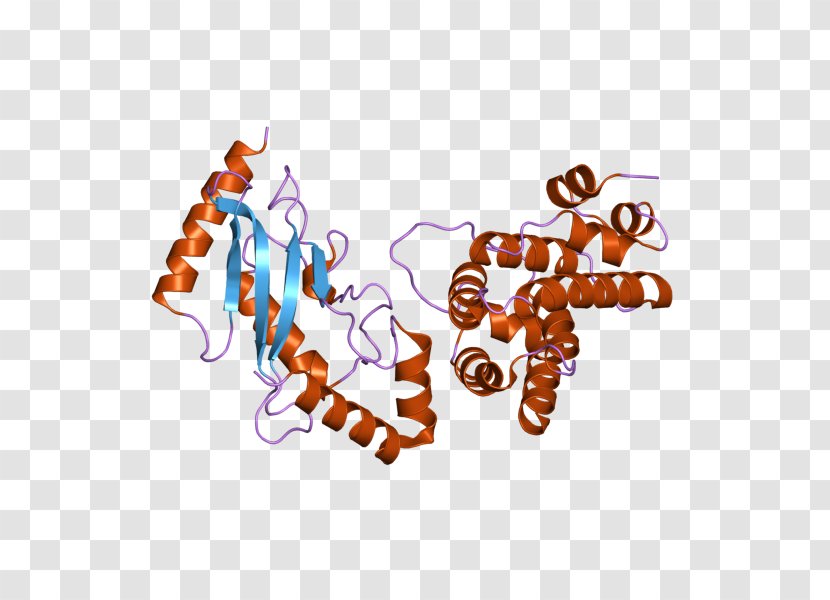 UBE2I Ubiquitin-conjugating Enzyme RANGAP1 Gene - Gramtrans - Homo Sapiens Transparent PNG