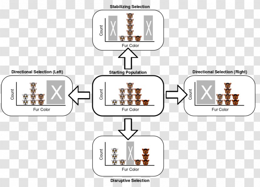 Directional Selection Stabilizing Disruptive Natural Balancing - Speciation Transparent PNG