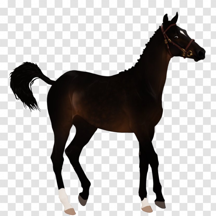 Mustang Foal Colt Stallion Mare - Pony Transparent PNG