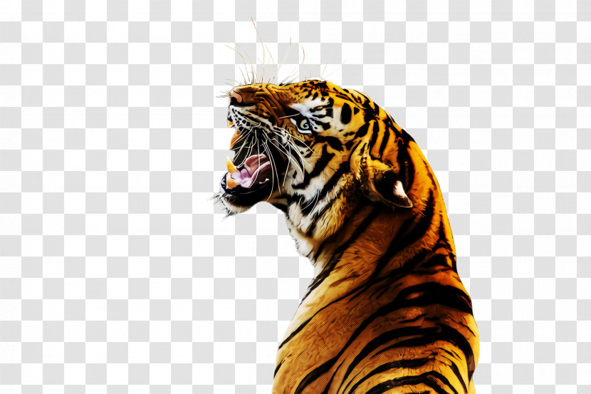 Tiger Bengal Tiger Siberian Tiger Roar Wildlife Transparent PNG