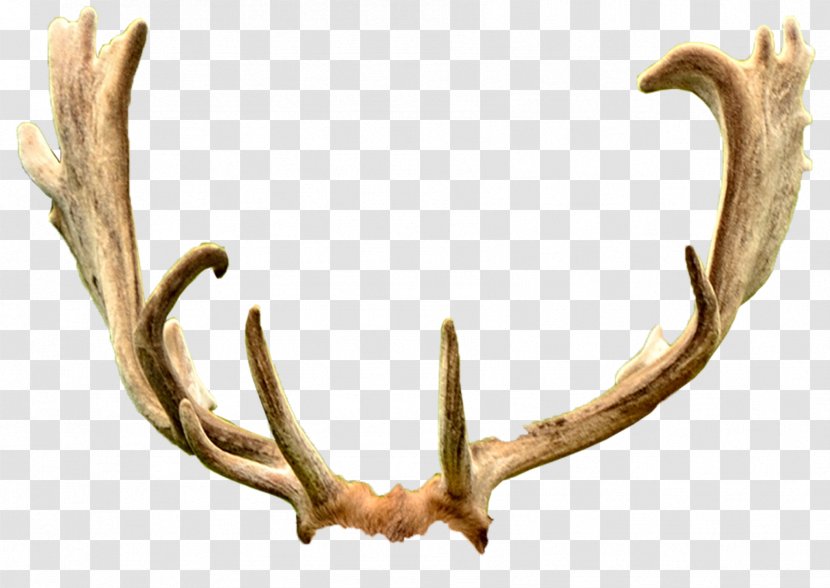 Deer Antler Trophy Hunting Ford Mustang Horn - Health Transparent PNG