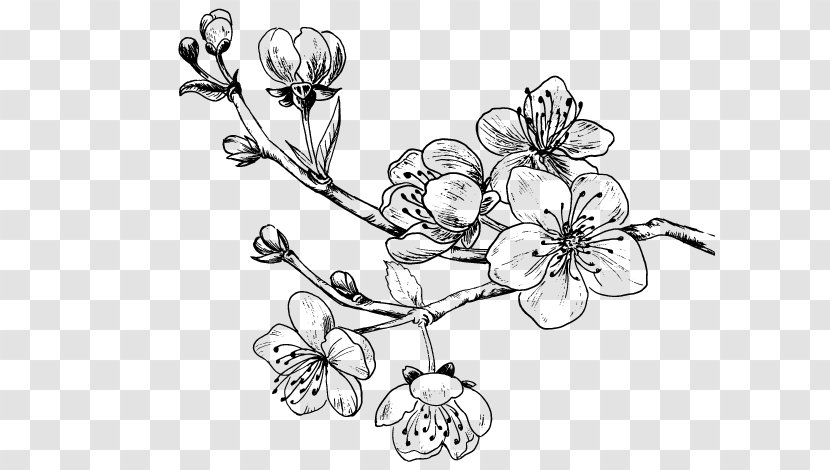 Drawing Cherry Blossom Sweet - Symmetry - Tree Tattoo Transparent PNG